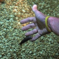 Ein Knabberfisch an meiner Hand.jpg