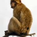 Affe sitzend auf einem Ast