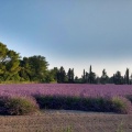 Lavendelfeld in der Provence.jpg