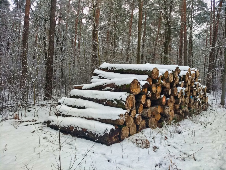Verschneiter Holzstapel im Wald.jpg