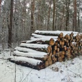 Verschneiter Holzstapel im Wald