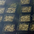 Austern in einem Sammelbecken der Oesterij Yerseke