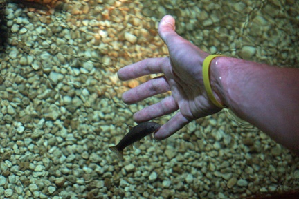 Ein Knabberfisch an meiner Hand