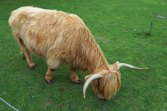 Highland-Cattle-Rind