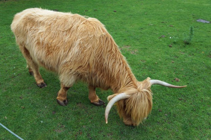 Highland-Cattle-Rind