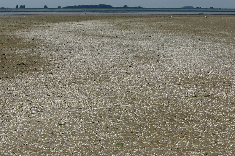 Muscheln auf einer Sandbank in der Oosterschelde.jpg