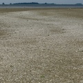 Muscheln auf einer Sandbank in der Oosterschelde