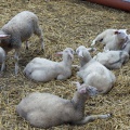 Schafe auf dem Bauernhof Mariekerke.jpg