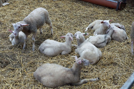 Schafe auf dem Bauernhof Mariekerke