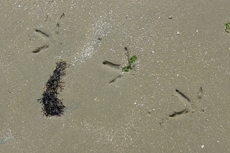 Spuren im Sand.jpg