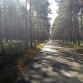 Waldweg im Gegenlicht
