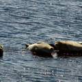 Seehunde beim Sonnenbaden