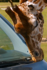 Kleiner Snack für eine Giraffe