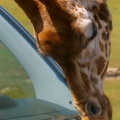 Kleiner Snack für eine Giraffe