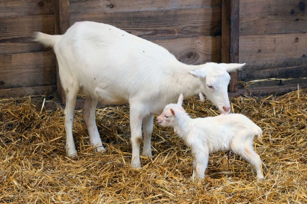 Neugeborenes Ziegenlämmchen im Kinderbauernhof t'Geertje