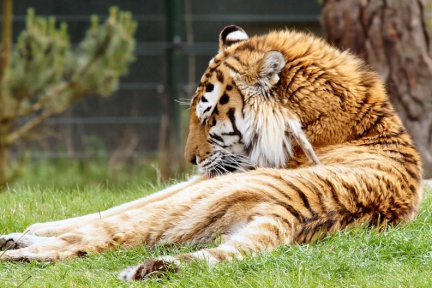 Tiger bei der Körperpflege