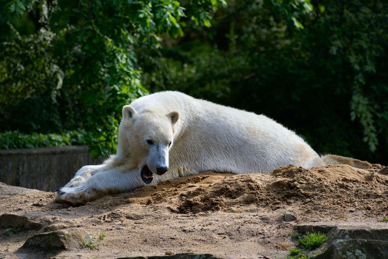 Eisbär Knut.jpg