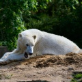 Eisbär Knut.jpg