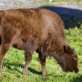 Junger Bison auf einer Bisonfarm.jpg