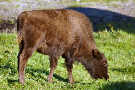 Junger Bison auf einer Bisonfarm