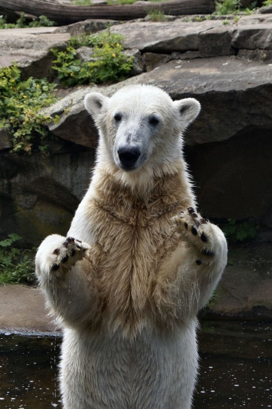 Eisbär Knut bei der Fütterung.jpg