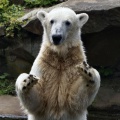 Eisbär Knut bei der Fütterung
