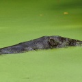 Flusspferd badet in Entengrütze