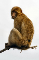 Affe sitzend auf einem Ast