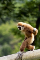 Ein balancierender Gibbon