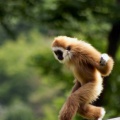 Ein balancierender Gibbon