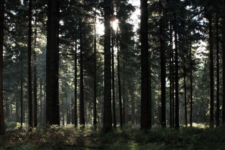 Gegenlichtaufnahme im Wald.jpg