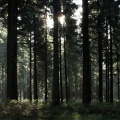Gegenlichtaufnahme im Wald.jpg