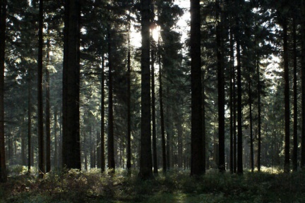 Gegenlichtaufnahme im Wald