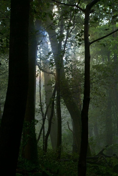 Waldlandschaft im Nebel.jpg