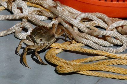 Chinesische Wollhandkrabbe an Bord des Krabbenkutters