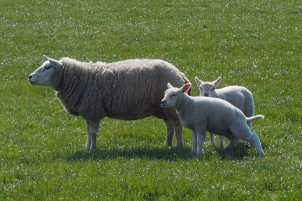 Schaffamilie auf Texel