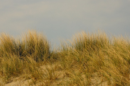 Strandhafer