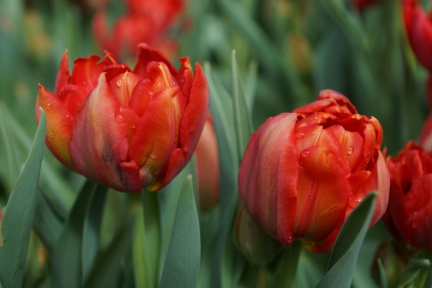Zwei Tulpen mit Tau