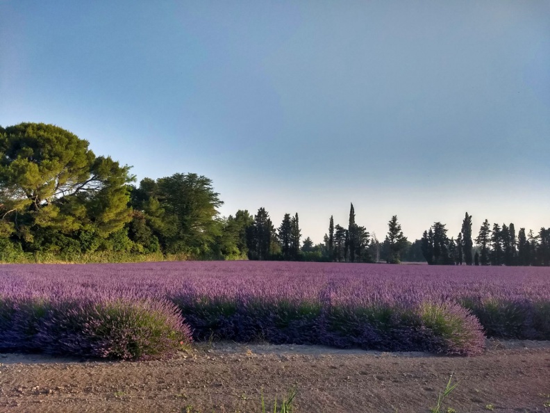 Lavendelfeld in der Provence.jpg