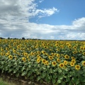 Klassiker: Ein Sonnenblumenfeld.jpg