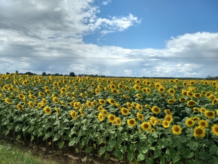 Klassiker: Ein Sonnenblumenfeld