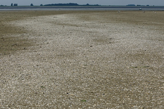 Muscheln auf einer Sandbank in der Oosterschelde
